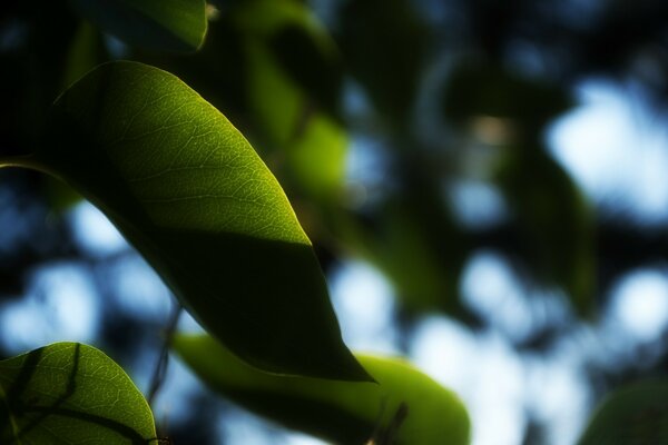 As folhas da planta brilham com o sol