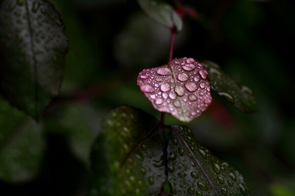 夏雨后的花叶