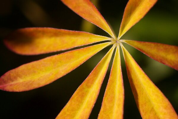 Autumn charm of nature with different leaves