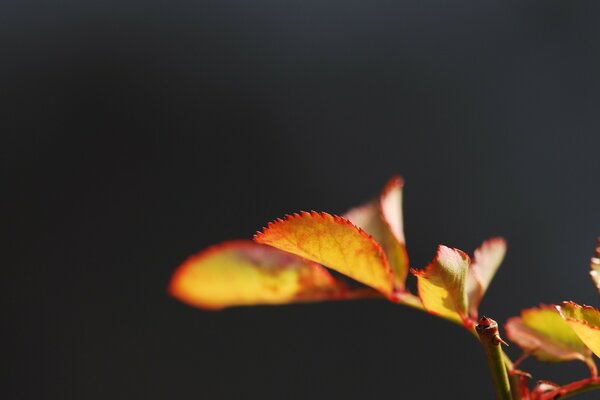 Herbstblätter Makro auf dunklem Hintergrund