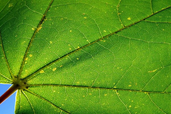 Juicy greens. Sheet. Macro shooting