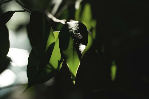 Foglie verdi sotto la luce fioca del giorno