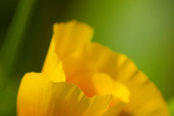 Coup de macro d une tulipe jaune sur fond vert