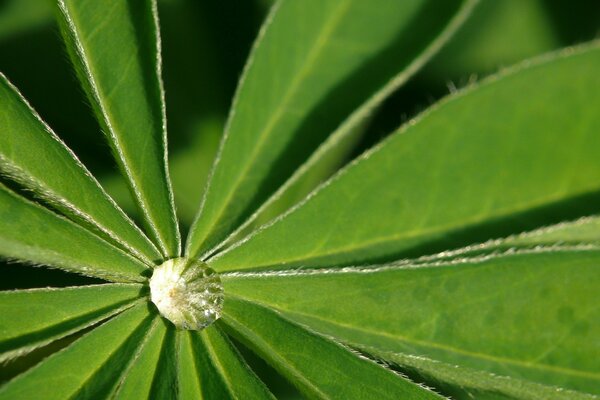 A drop of rain in the middle of a leaf