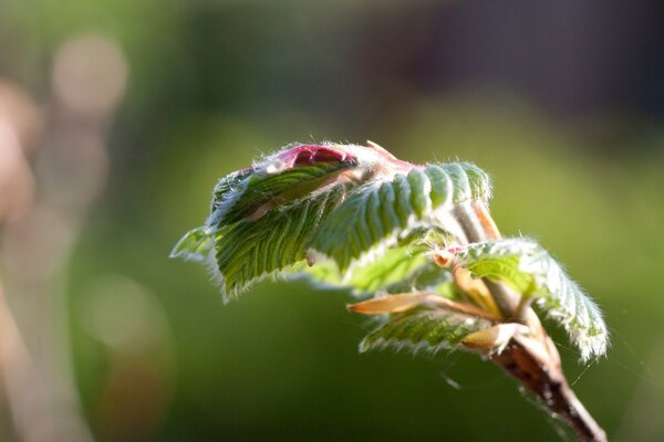 Insect on a green leaf using macro photography