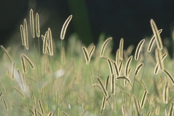 The spikelets of grass twinkle with a wonderful light, nature breathes into us in the open air from the picture