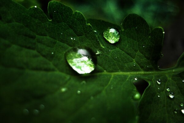 Dew drops on a green leaf