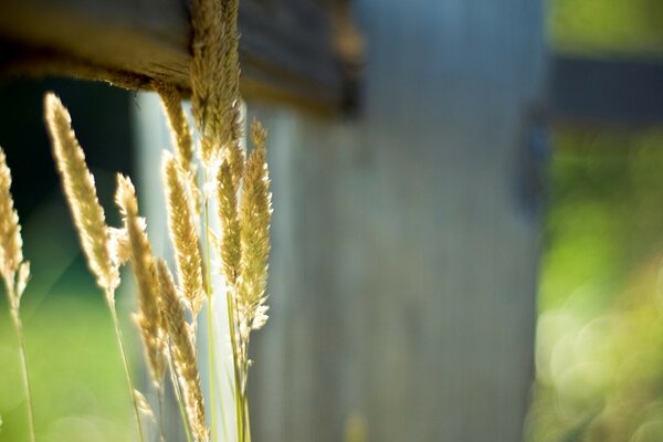 Luce attraverso il fogliame autunnale