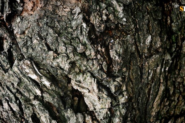 Écorce d arbre gris-brun avec des fissures profondes