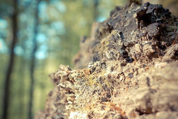 Ein Stück bröckelnder Felsen im Wald