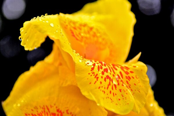 Flor amarilla con gotas de lluvia macro