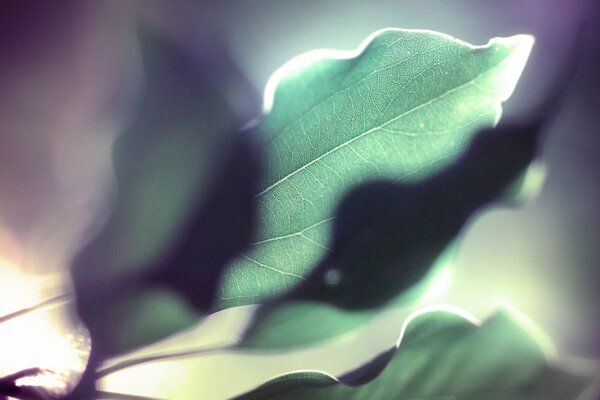 Abstract of the blurring of green leaves