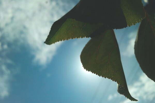 Feuille verte sur fond de ciel bleu