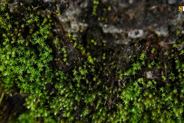 Moos auf einem steilen Felsen