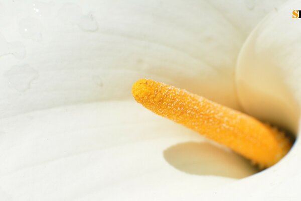 A white flower with a yellow middle