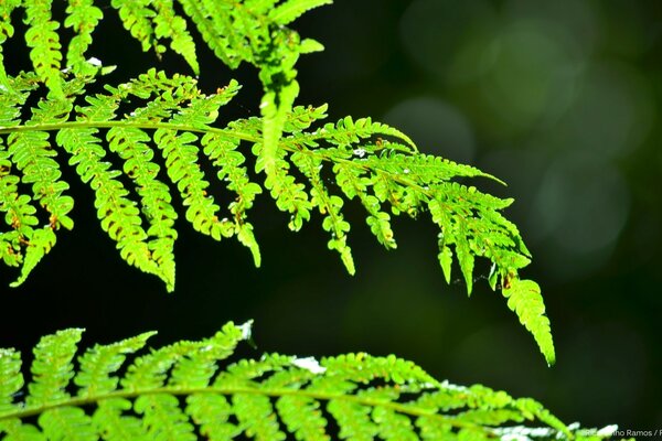 Beautiful juicy summer leaves