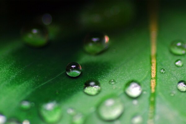 El agua cae sobre la hoja de macros