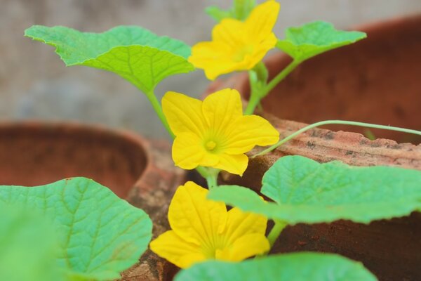 Flor de floración amarilla brillante