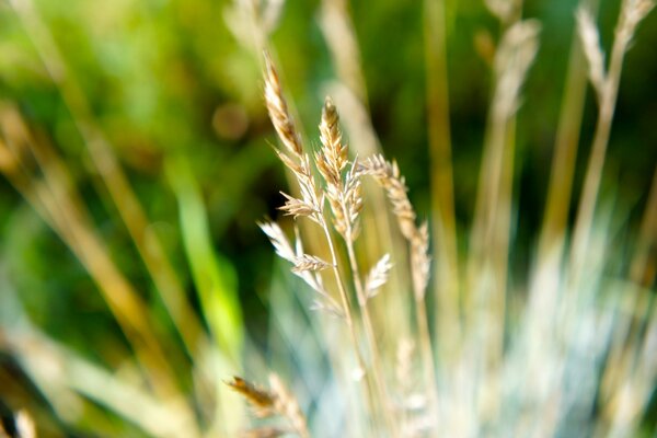 Unter dem grünen Gras gibt es auch graues Gras