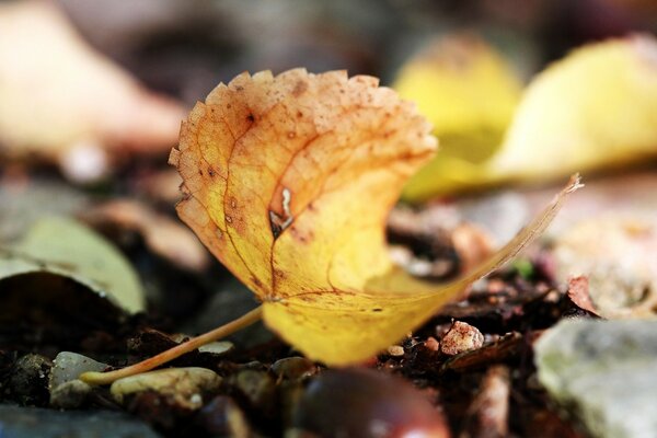 Macro photography of a yellow leaf on the ground