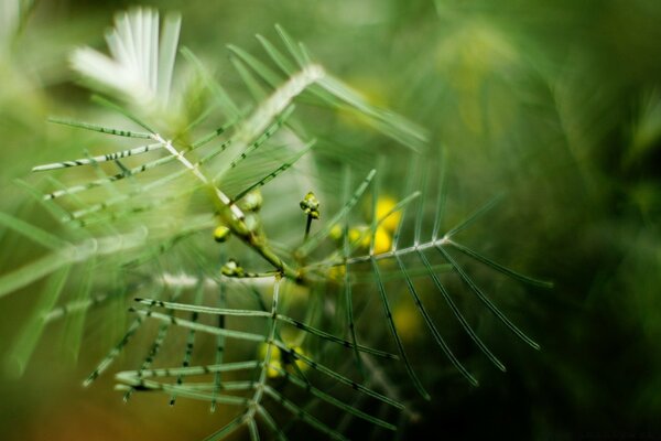 Flora em um fundo desfocado, fotografado com macro