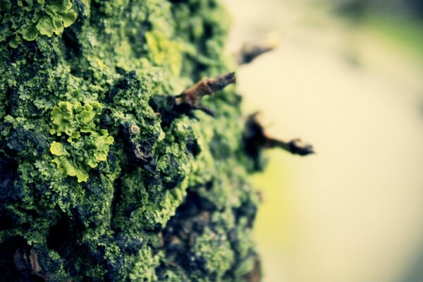 Lichen vert-gris sur l arbre