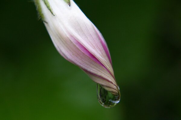 Fotografía macro de rocío en una hermosa flor