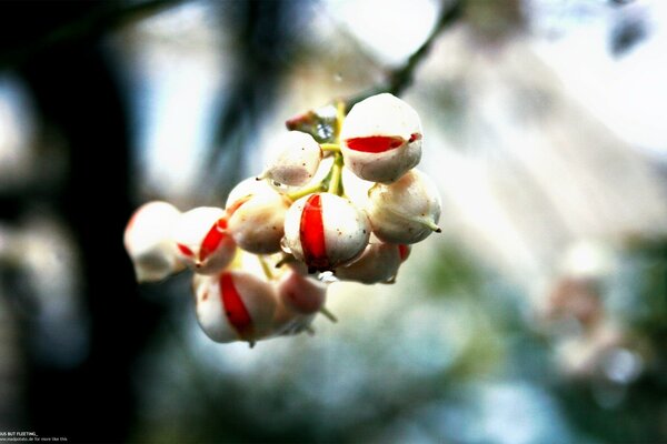 Macro photography of twigs with large berries