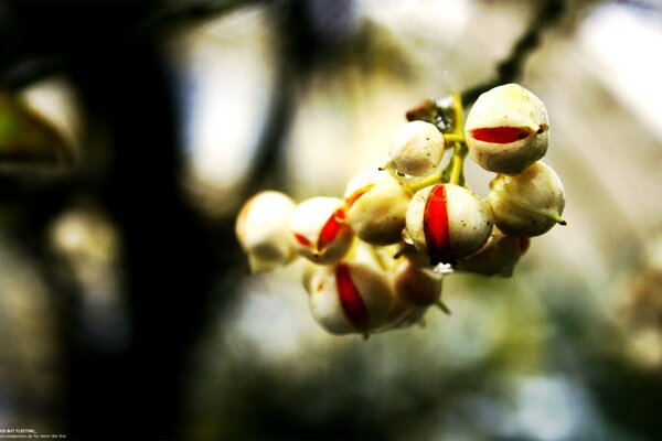 Bacche succose in una luce delicata