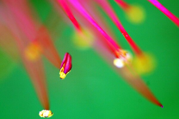 Macro photography of rose petals on a green background