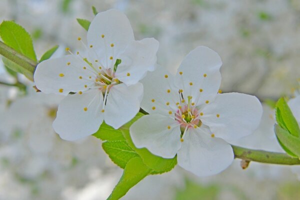 Schneeweiße Blumen im Morgenlicht