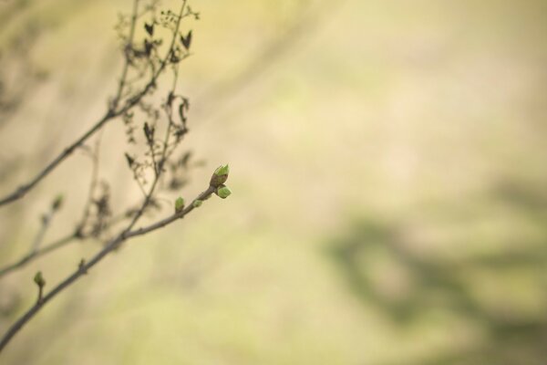 Makro-Kamera. Knospen auf einem Ast. Grüner unscharfer Hintergrund