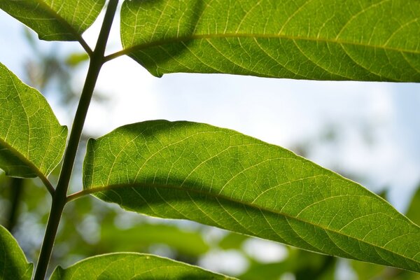 Colori vivaci della natura a Java