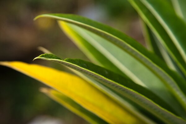 Green foliage in macro photography