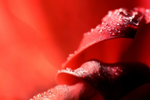 Flor rosa sobre fondo rojo, tomada con macro