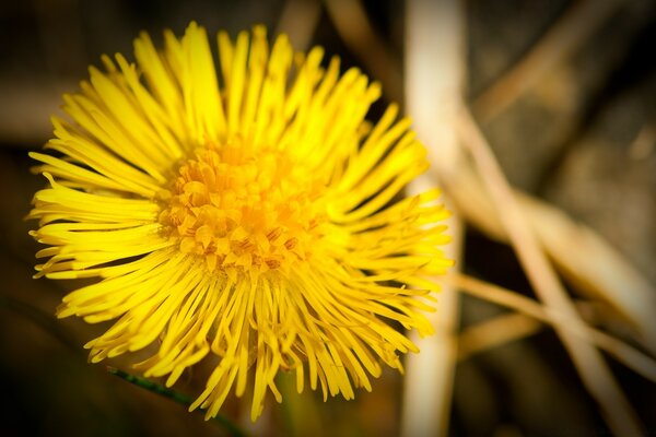 Macro photography of dandelion yellow