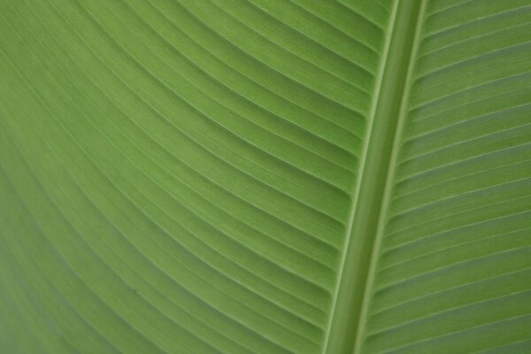 Lived a leaf. Green textured sheet