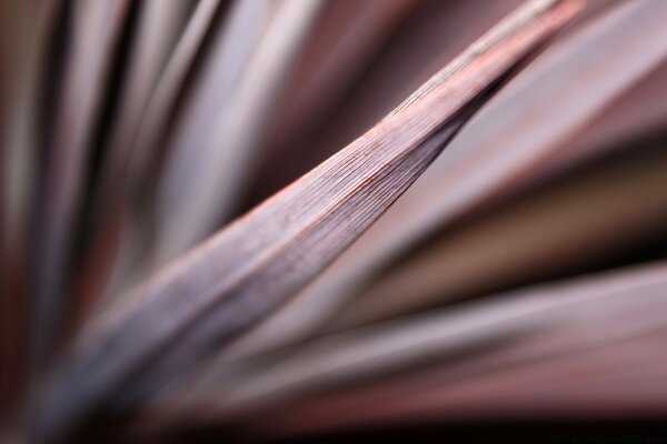 Brown grass. Macro shooting. Dracaena. Indoor plants