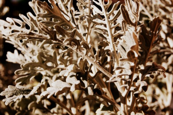 Belles feuilles. Flore. Macro