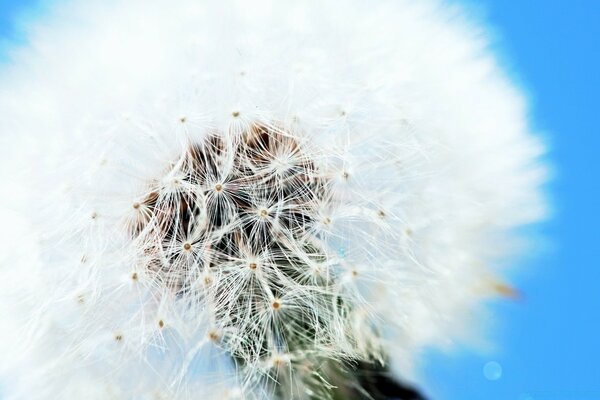 Downy air dandelion on the eve of flight