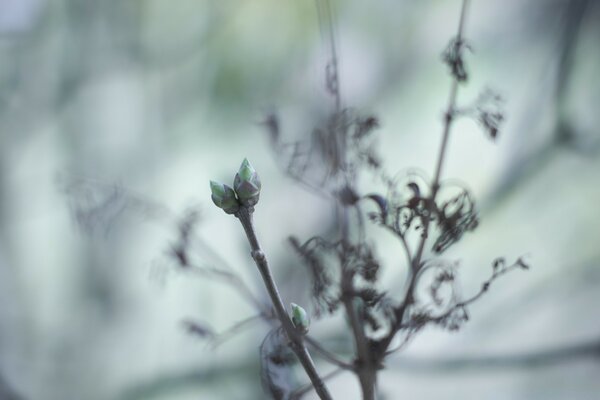 A blooming flower on a blurry background, using macro photography