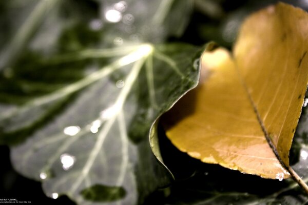 Raindrops on leaves in sunlight