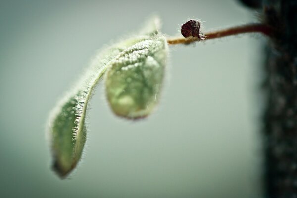 A green leaf on a blurry background, taken using macro photography