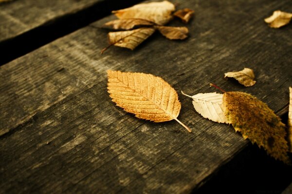 Autumn in the old park