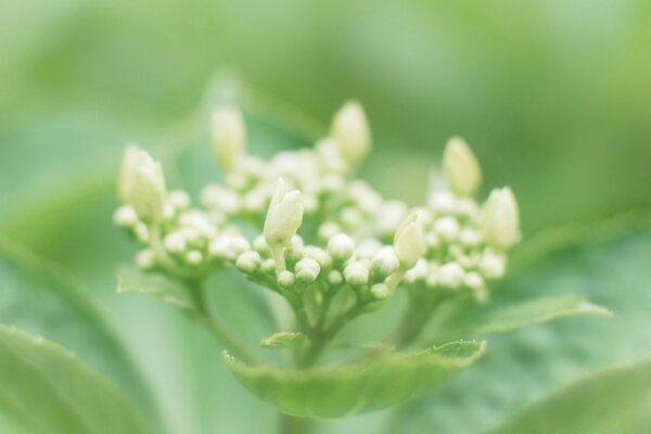 Delicato fiore semi-sbocciato bianco