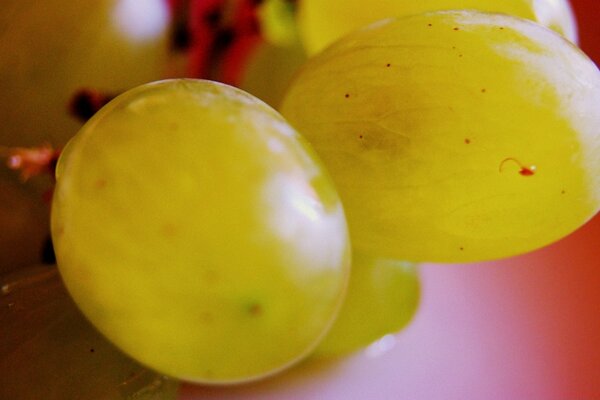 Сочные бубочки спелого винограда