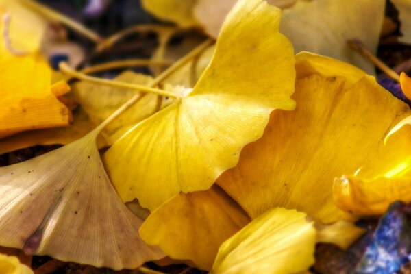 Yellow leaves of ginkgo biloba