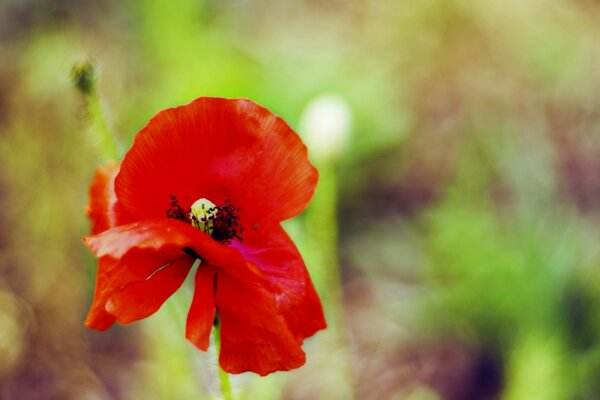 A lonely red poppy with fading petals