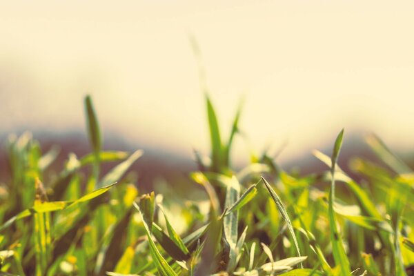 Macro shooting. Green grass. Blurred background