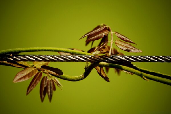 La bobine sur le fil. Macro. Flore